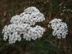 Achillea x 'Moonshine'
