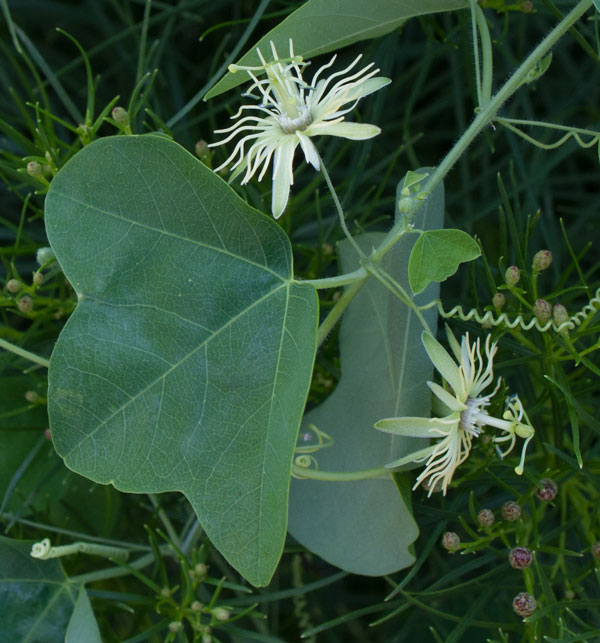 Passiflora lutea