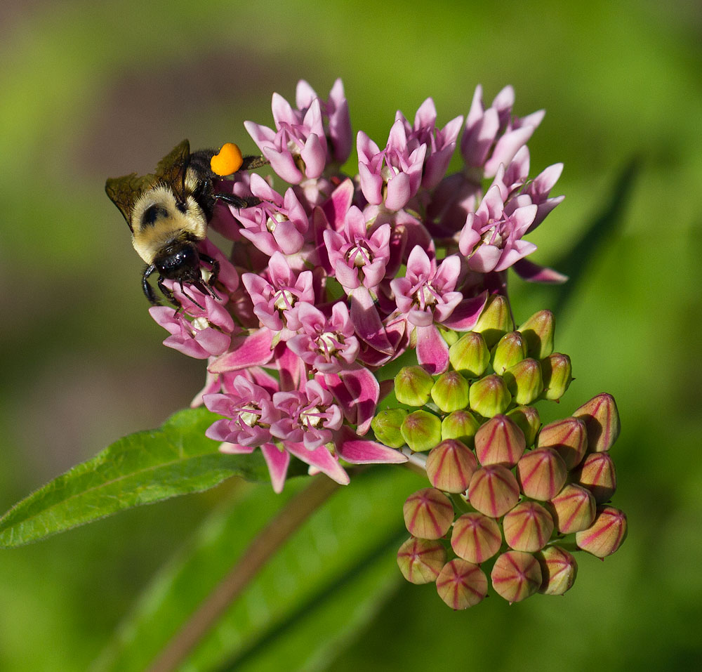 Asclepias rubra