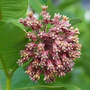 common milkweed flower