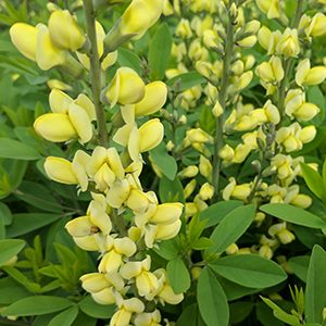 Carolina Moonlight wild indigo