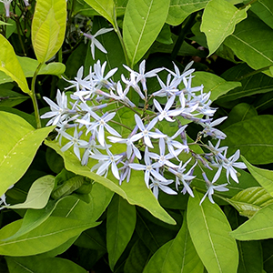 Eastern bluestar