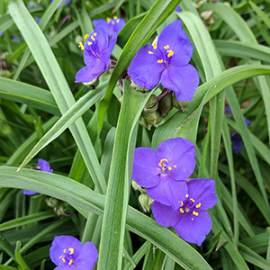 Spiderwort