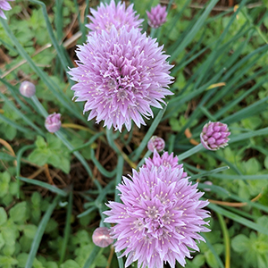 Chives