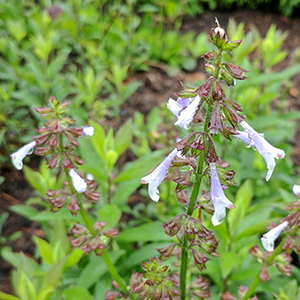 Lyreleaf salvia