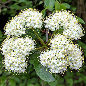 Blackhaw viburnum