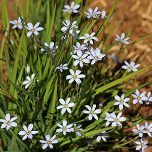 Blue-eyed grass