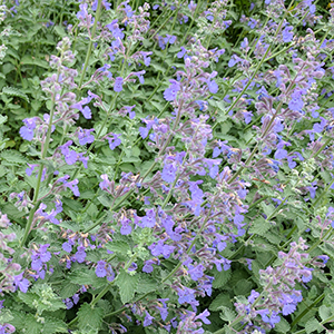 Catmint