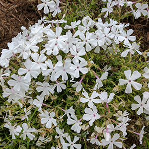 Snowdrift phlox