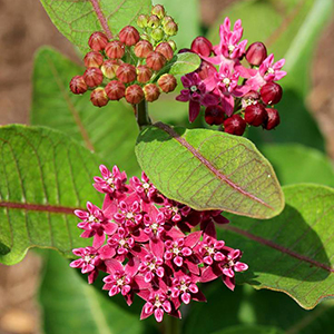 Purple milkweed