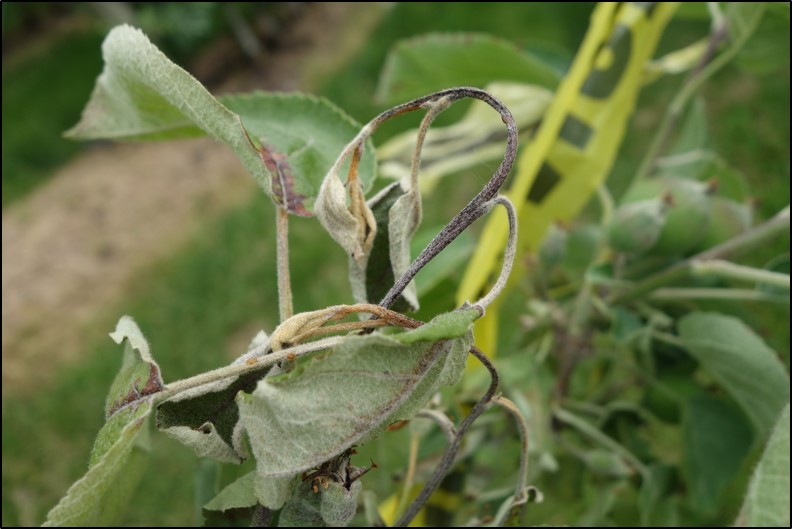 2020 Apple Disease Update: Petal Fall - Southern Appalachian Apples