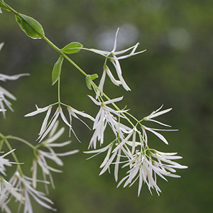 White fringetree
