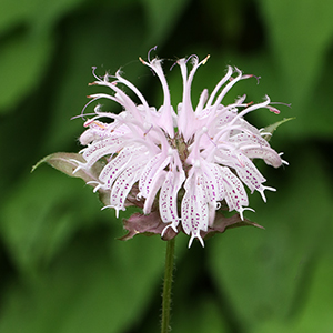 Wild bergamot