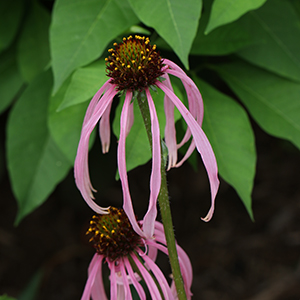 Pale purple coneflower