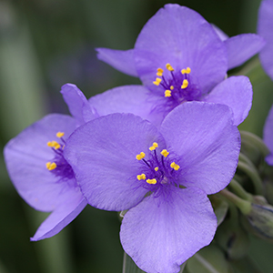 Ohio spiderwort