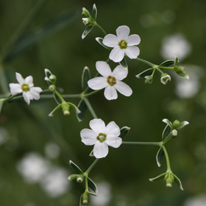 Flowering spurge