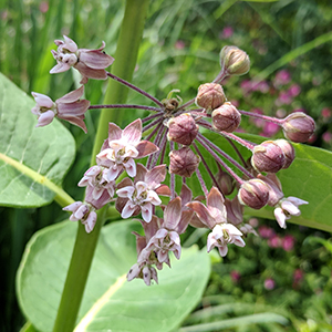 Redring milkweed