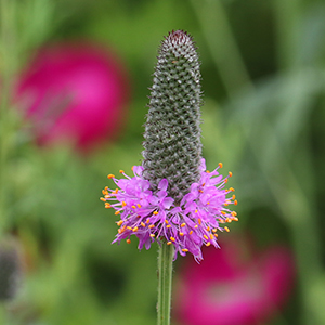 Purple prairie clover