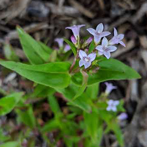 Canadian summer bluet