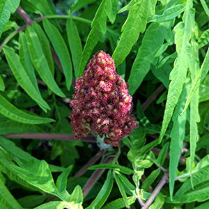 staghorn sumac
