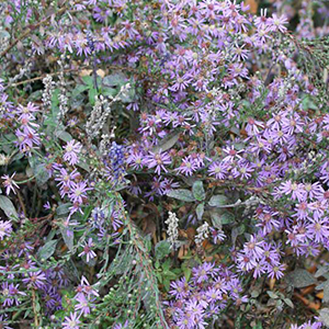 Eastern silvery aster