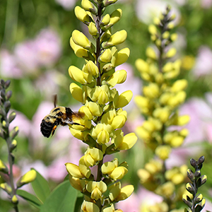Hybrid wild indigo