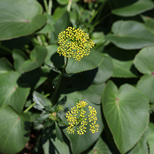 Heartleaf golden alexander