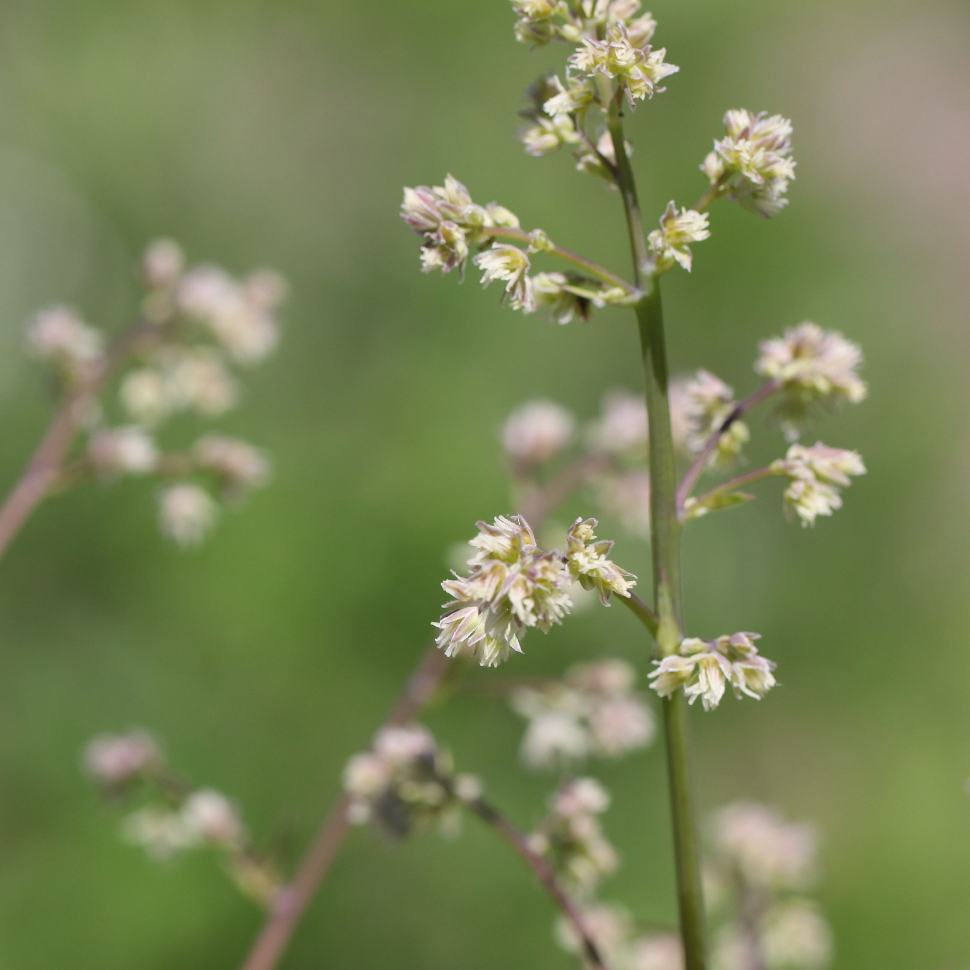 Skunk meadowrue