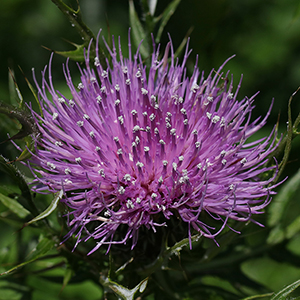 Field thistle