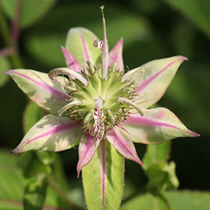 White bee balm