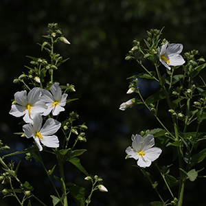 Seashore mallow