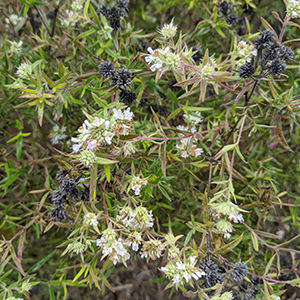 Whorled mountain mint