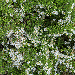 Heath aster