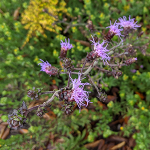Appalachian blazing star