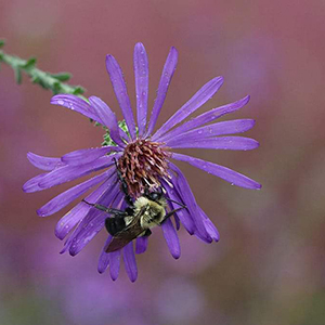 Georgia aster