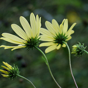 Swamp sunflower