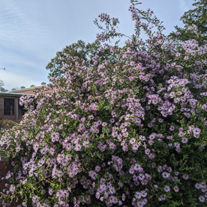 Climbing aster