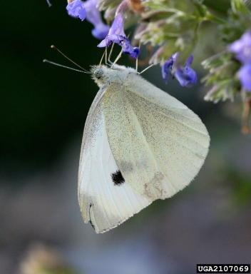 Imported Cabbage Worm Moth