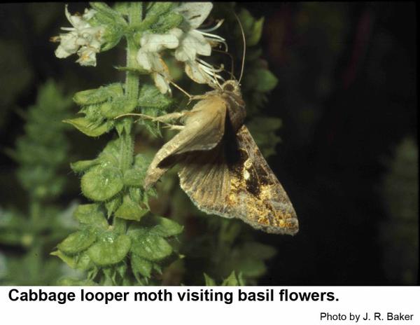 Cabbage Looper Moth