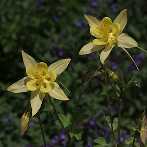 Golden columbine