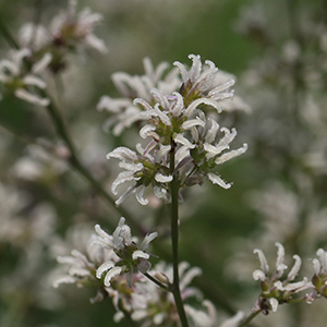 Skunk meadowrue