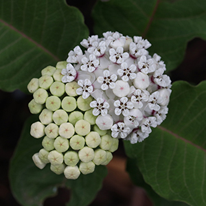 Redring milkweed