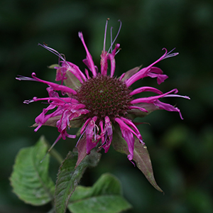 Purple bergamot