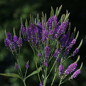 Hoary vervain