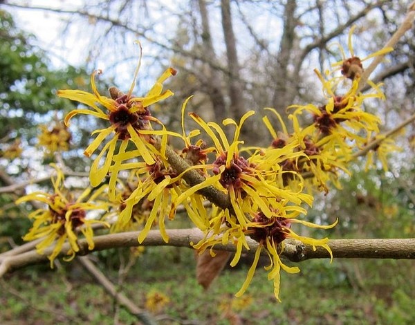 image of plants flowering in November