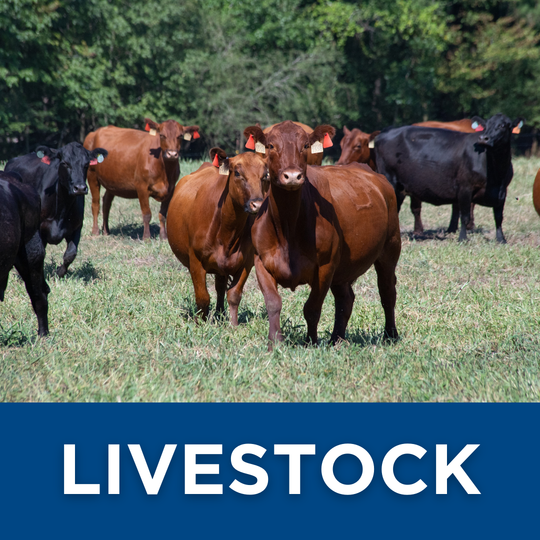 Cows in Field, Livestock, Union County, North Carolina, We Grow Union County, Raising Cattle, How to Raise Beef, How to Raise Dairy Cows, Union County, Charlotte, North Carolina, Agriculture