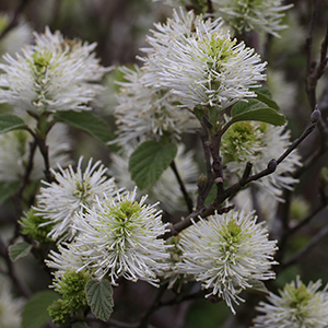 White thin petals from a woody stem.