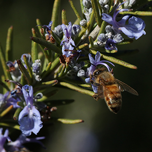 Tiny pale blue, purple, to white flowers bloom in clusters along the shoots of the prior year’s growth.