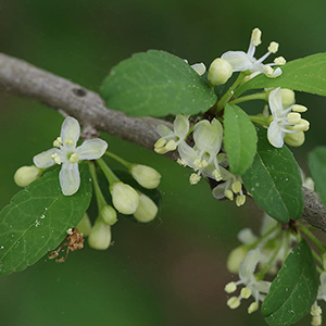 Flat-topped clusters of creamy white blooms
