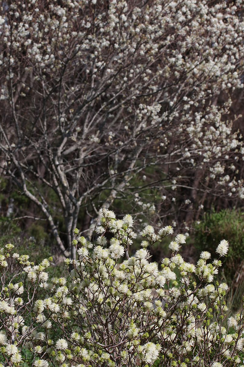 Asclepias verticillata